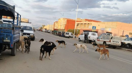 تارودانت : انتشار كبير للكلاب الضالة يؤرق ساكنة أولاد برحيل