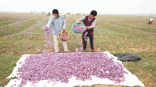 زعفران تالوين.. رحلة البحث عن أغلى أنواع التوابل وأكثرها طلبا في العالم