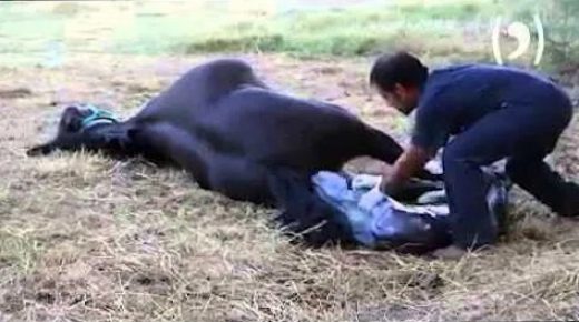 قهوة المساء: قرب الاعلان عن وضع بغلة لمولودها بتاملالت.