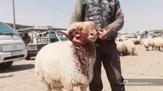 شراء كبش العيد ينتهي بمحضر شرطة بين المشتري والبائع