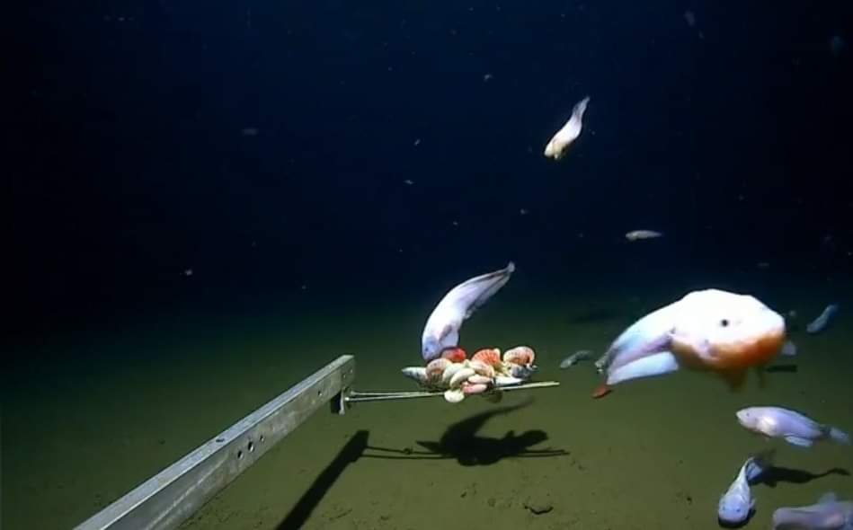 IMG 20230404 WA0009 - شأنكم Tv