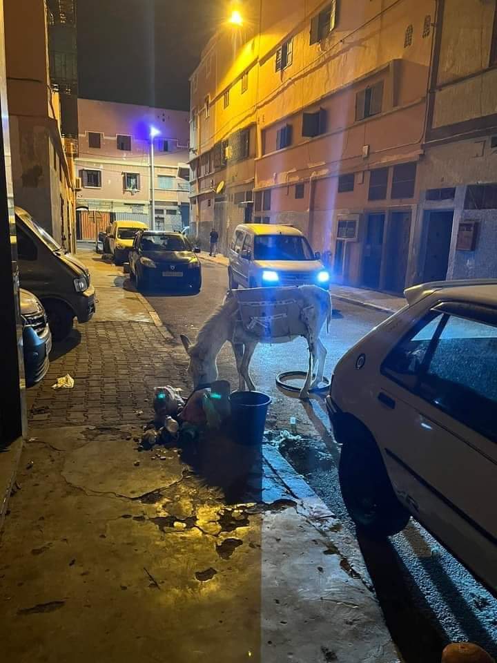 IMG 20230411 WA0004 - شأنكم Tv