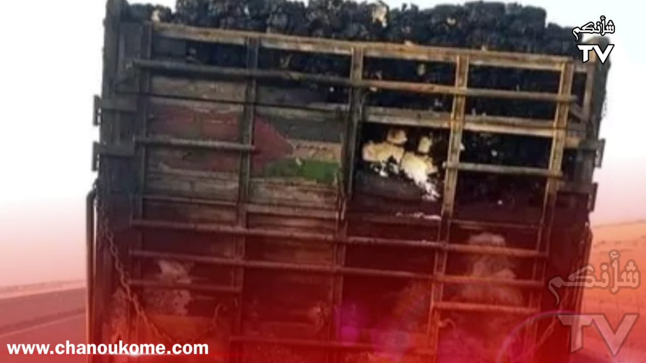 IMG 20230520 WA0000 - شأنكم Tv