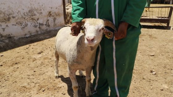 استيراد رؤوس الأغنام من إسبانيا والبرتغال مبادرة هامة لتعزيز العرض المحلي وتلبية احتياجات المستهلكين في المغرب