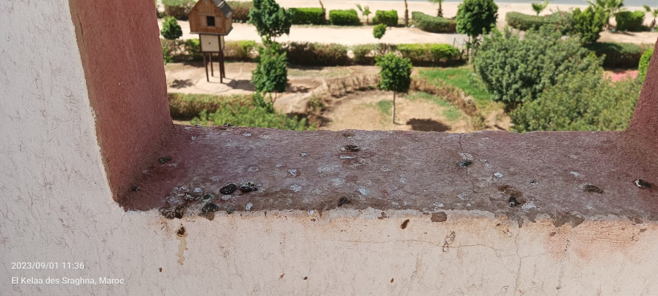 IMG 20230902 WA0007 - شأنكم Tv