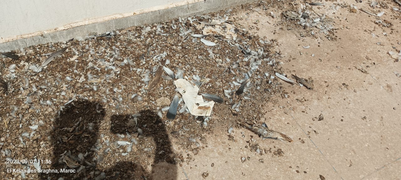 IMG 20230902 WA0009 - شأنكم Tv