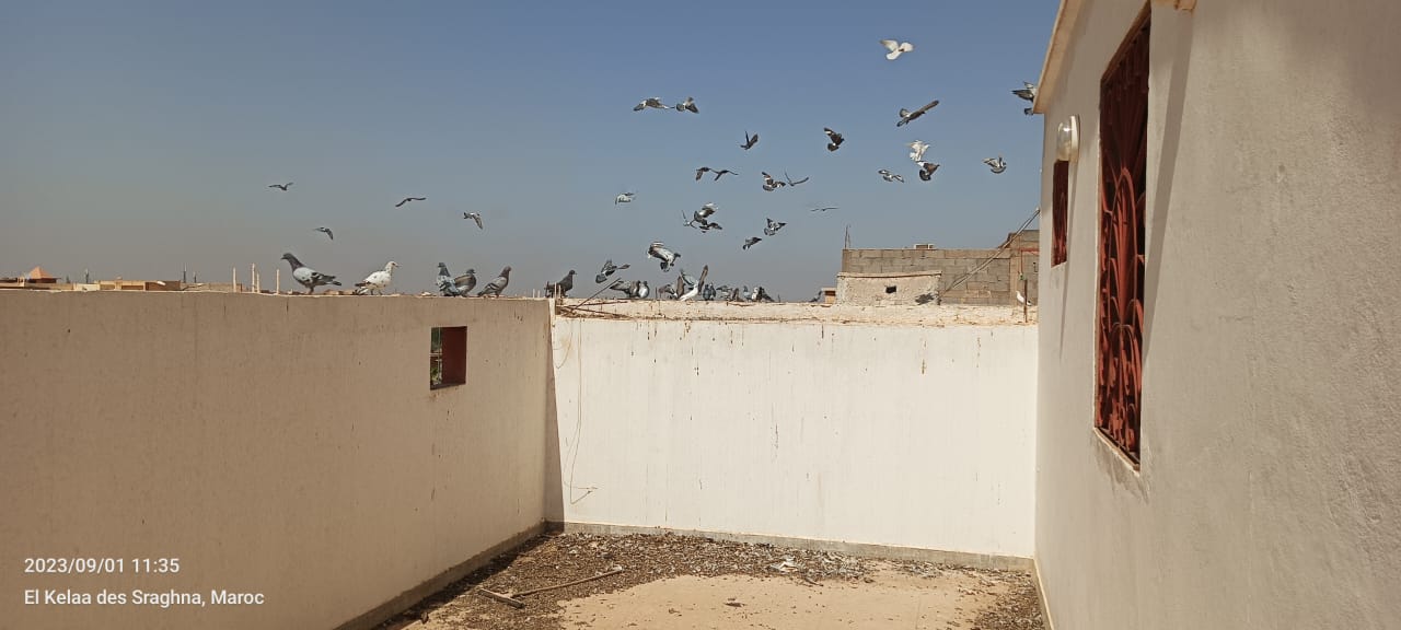 IMG 20230902 WA0016 - شأنكم Tv