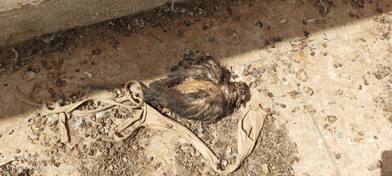 IMG 20230902 WA0053 2 - شأنكم Tv