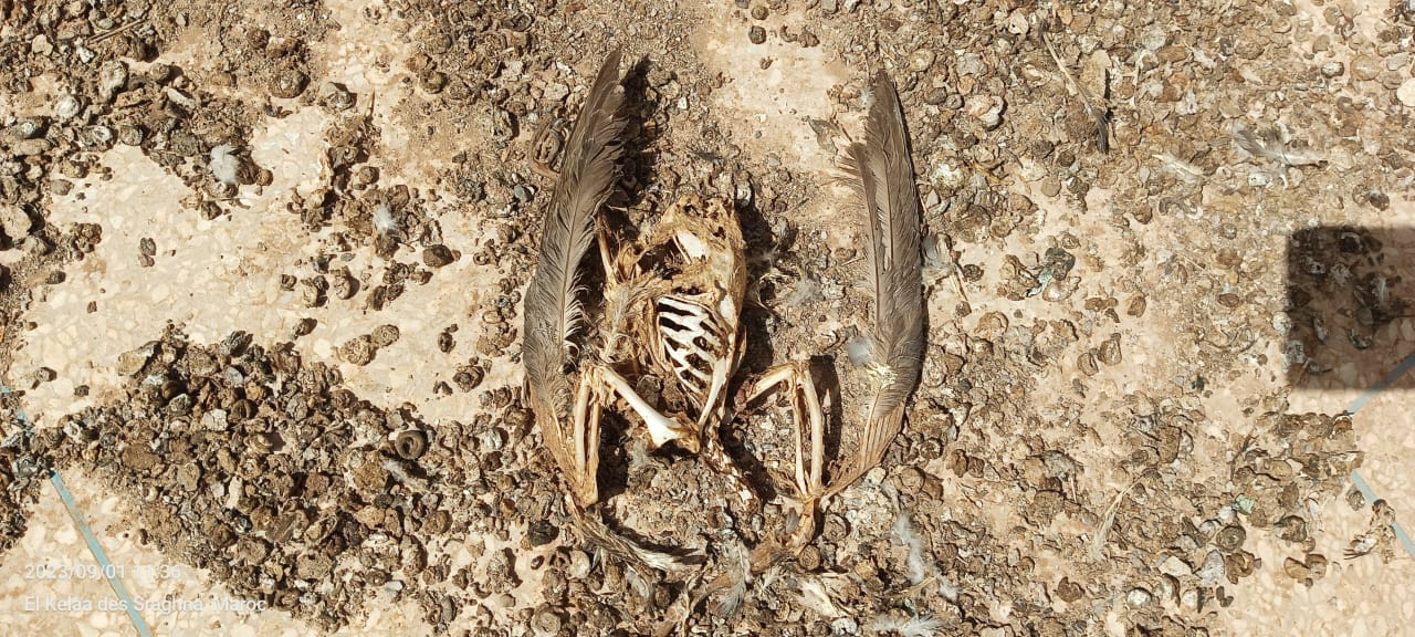 IMG 20230902 WA0054 1 - شأنكم Tv