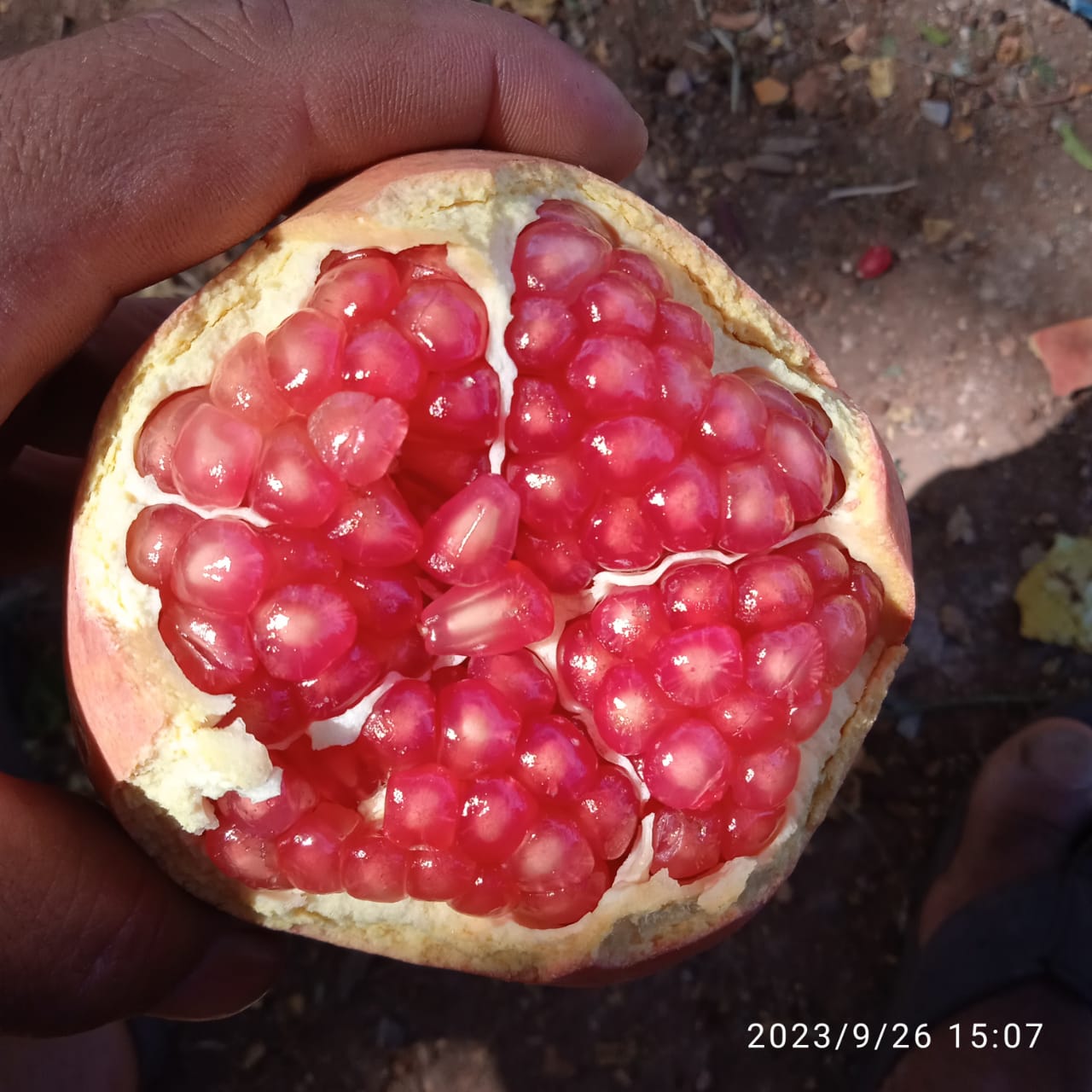 IMG 20231110 WA0011 - شأنكم Tv