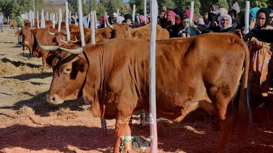 img 1699128136027 - شأنكم Tv