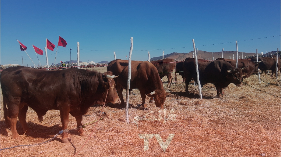 img 1699128776269 - شأنكم Tv