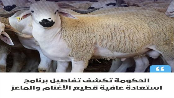 أكد أحمد البواري، وزير الفلاحة والصيد البحري والتنمية القروية والمياه والغابات، أن الحكومة ستشرع قريبًا في تنفيذ برنامج وطني واسع النطاق لدعم مربي الماشية،