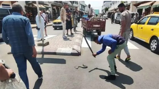 ظهور أفعى على دراجة نارية يثير الذعر في أحد شوارع وزان ويعيد الجدل حول نظافة الفضاءات شبه الحضرية