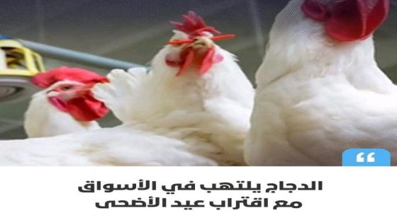 موجة غلاء جديدة تضرب سوق الدواجن بالمغرب وسط مخاوف من المضاربة مع اقتراب عيد الأضحى