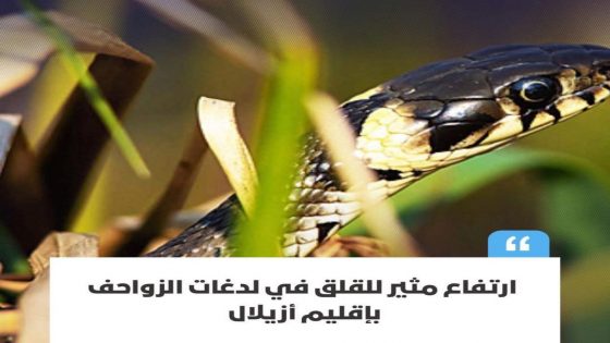 ارتفاع مقلق في حالات لدغات العقارب والأفاعي بإقليم أزيلال مع بداية الصيف