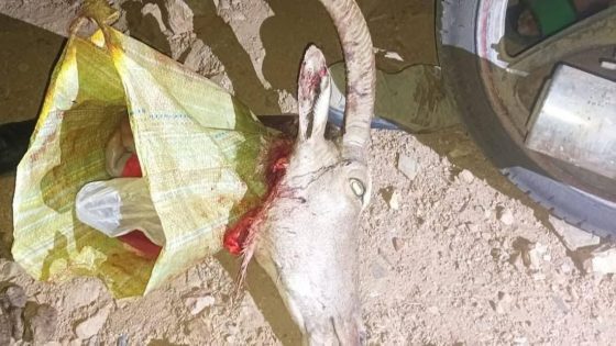 الدرك الملكي بتافراوت يوقف شخصا متلبسا بصيد الأروي