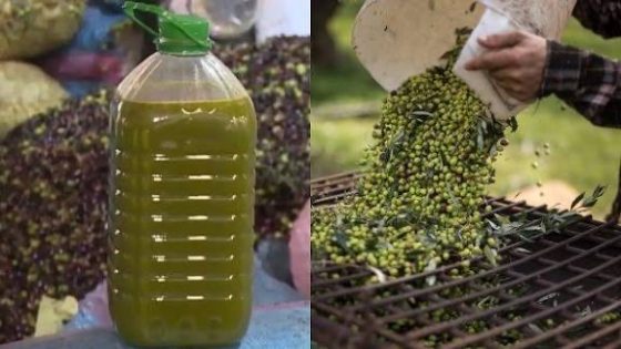 بعد رخص ثمنها حاليا . حقيقة خلط زيت الزيتون بزيوت السيارات . كيف سترد “اونسا” ؟