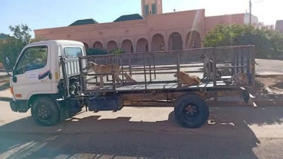 جماعة سيد الزوين تطلق حملة إنسانية لجمع الكلاب الضالة دون قتل احتراماً لرفق بالحيوان